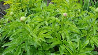 Пион Ред Чарм (Paeonia Red Charm)