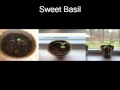 The Effect Of Sunlight On Basil And Cat Grass