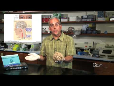 Medical Neuroscience with Leonard E. White