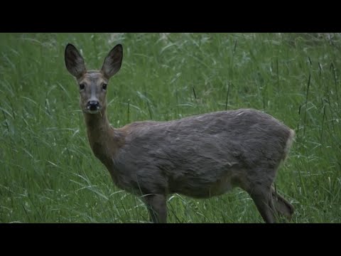 Bockjagd im Mai 2019