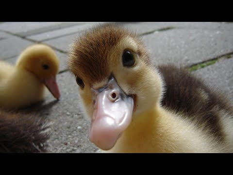 PLAYING WITH MY BABY DUCKS (The Gucci gang)