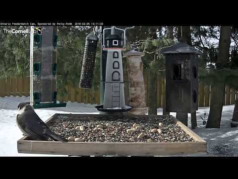 Gray Jay – Ontario FeederWatch Cam – Feb 5, 2018