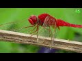 Dragon Foring Flying Video Village Video 4k Village