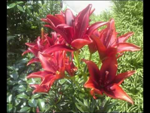 Elahe Naz Banan الهه ناز - بنان