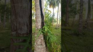 Download lagu Ada pohon kelapa yang disambar petir #kelapa #petanimuda #pohonkelapa mp3