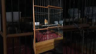 Download lagu burung tledekan terapi embun mp3