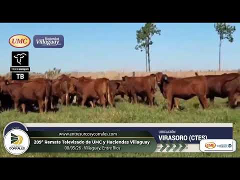 08-05-26 - 209º Remate Televisado de UMC y Haciendas Villaguay - Entre Ríos