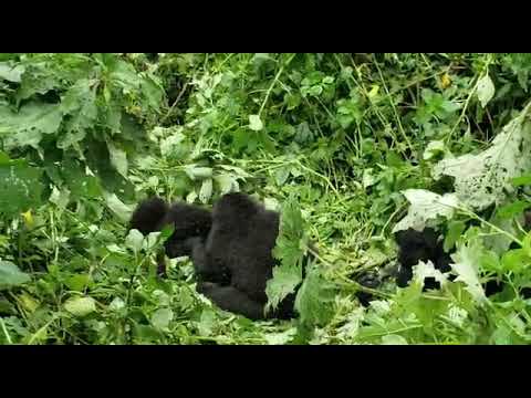 Gorilla trekking in uganda