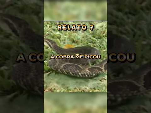 Série A cobra me picou. Relato 7 - Senhor João. Caatiba Bahia. #cobra #snake #animals #itapetinga