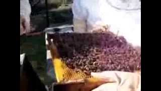preview picture of video 'Apicultura primer día contacto con las abejas, formación . Apicultura Villaluenga del Rosario Spain'
