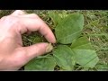 Wild Plantain Identification & Uses