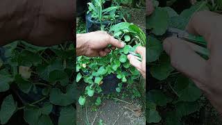 Download lagu Saya rutin mengkonsumsi daun pegagan #gotukola #berkebundirumah mp3