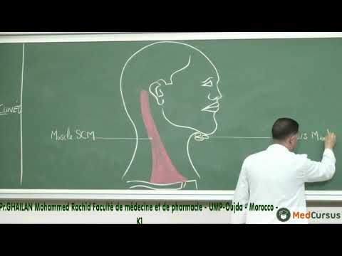 La vascularisation  Lymphatique  - Partie 1 - Pr. GHAILAN  Med  Rachid  fac de médecine oujda