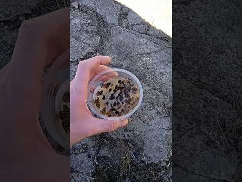 Арбузные семена опускаем часов на 12-24