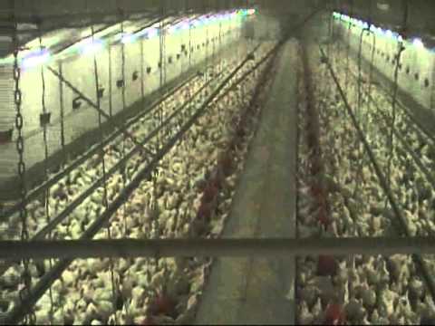 Dimilin 4% madendood granulaat pluimvee