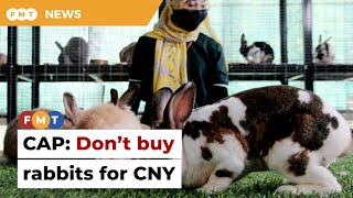 Hop away from buying rabbits for Chinese New Year, public urged
