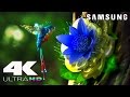 4K ULtra HD SAMSUNG UHD Demo LED TV
