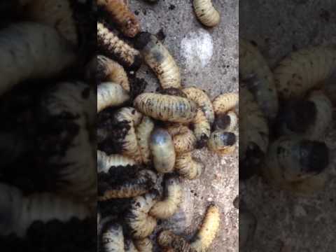 Ifa su helminths in invitro E lasci gli abusi di moglie e il figlio coltiva un parassita