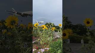 ひまわりと飛行機｜Sonflower and Airplane🌻🛬