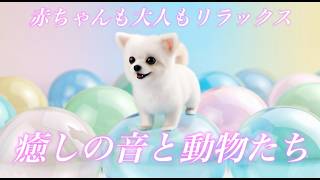 赤ちゃんも大人もリラックス 癒しの音と動物たち 赤ちゃんが泣き止む・喜ぶ・よく寝る ASMR