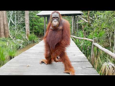 Monkeys Being Silly Will Make You Laugh Hard 😁 Funniest ANIMAL Videos