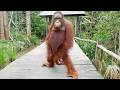 Monkeys Being Silly Will Make You Laugh Hard Funniest ANIMAL Videos
