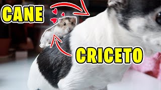 IL MIO CANE INCONTRA IL CRICETO PER LA PRIMA VOLTA