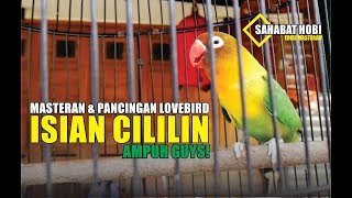 Download lagu Masteran Lovebird Isian Cililin Mantap! mp3