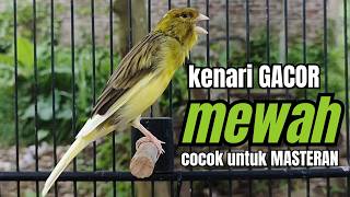 Download lagu Masteran KENARI GACOR ngeroll panjang,Cuit Cuit Emosi AMPUH bikin kenari nyaut ,Masteran MURAI BATU mp3