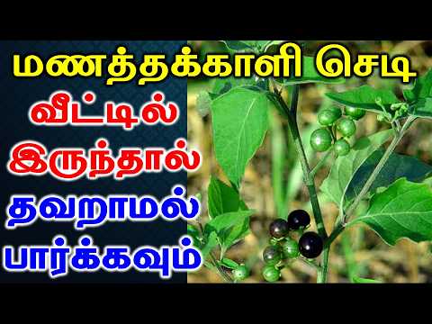 If you have a sun berry plant at home, be sure to check it out | Benefits of sun Berry Plant