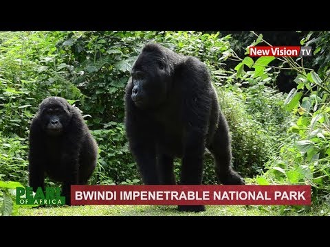 Bwindi Impenetrable National Park