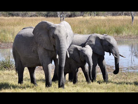 Beautiful Elephants With Peaceful Music  and Relaxing Music