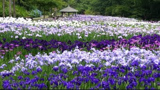 preview picture of video '空撮：播州山崎花菖蒲園'