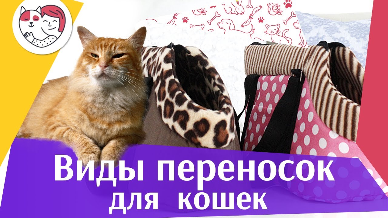 Виды переносок для кошек на ilikepet