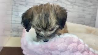 ハーフ犬の動画01