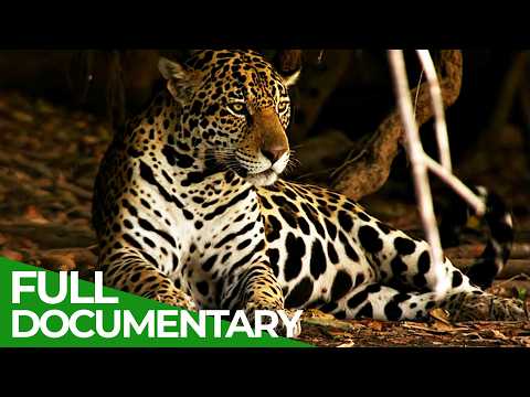 Wild Colombia: A Wildlife Paradise Between Rainforest and Ocean