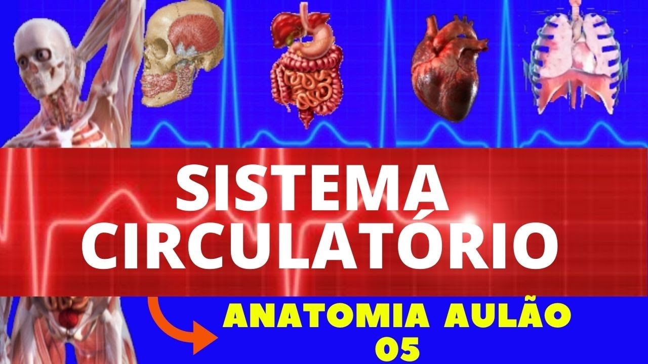 ANATOMIA DO SISTEMA CIRCULATÓRIO (ANATOMIA HUMANA) - CORAÇÃO, ARTÉRIAS E VEIAS