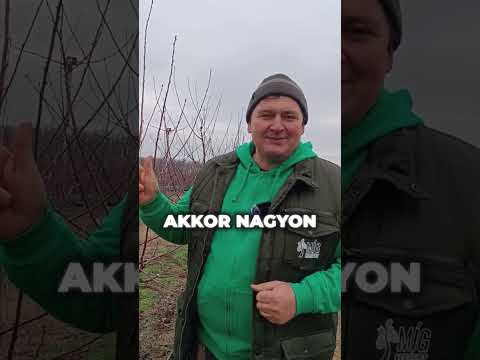 Gyümölcsfák meszelése - mire jó és mire nem? videó