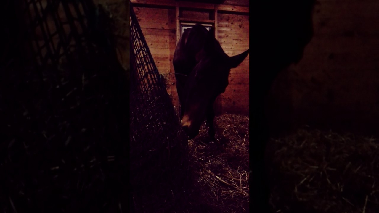 SIATKA NA SIANO DLA KONI Piece of hay