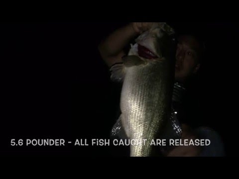 Largemouth Bass 5.6lb Night Fishing