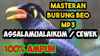 Download lagu masteran burung beo bicara assalamualaikum' cewek. mp3 Download lagu masteran burung beo bicara assalamualaikum' cewek. mp3