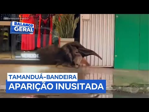 Tamanduá-bandeira é flagrado em avenida de Rubiataba (GO)