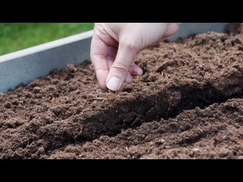 Granngården - Tipsar om odling i pallkrage