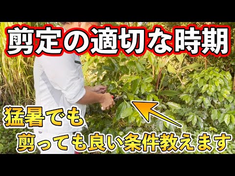  2022年の月の果樹の剪定について知っておくべきことは何ですか?剪定について知っておくべきヒント  庭園