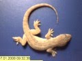 Time lapse - whole gecko eaten by ants in just a few ...