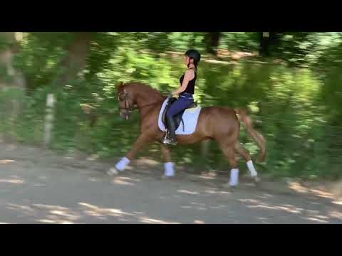 NELSON ME 8j. Deutsches Reitpony for sale VB 8.500,- Euro