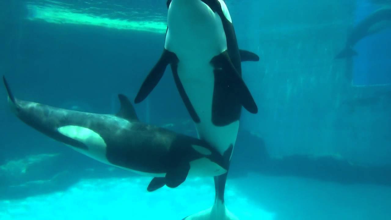 【甘える赤ちゃんシャチ リン 名古屋港水族館】愛らしいです