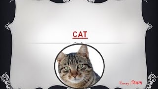 An Essay on &#39;Cat&#39; for Kids in English Language