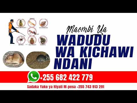 MAOMBI YA WADUDU WA KICHAWI NDANI YA NYUMBA, FANYA MAOMBI HAYA IKIWA KUNA WADUDU WASIO WA KAWAIDA.