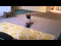 My Siamese Cat Talking to me :)